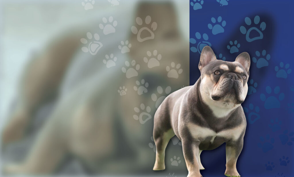 puppy banner 02 1 scaled